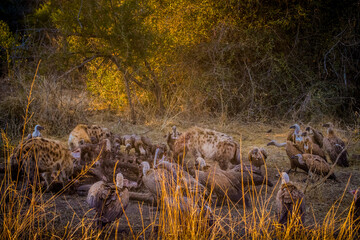 Close up of a spotted hyena feeding on the carcass of a dead giraffe encircled by numerous vultures