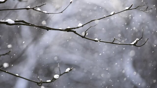 A view of a snow-covered branch and flying sparkling snow in the form of a bokeh in the rays of the sun.