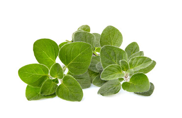 Oregano or marjoram leaves isolated on white background.