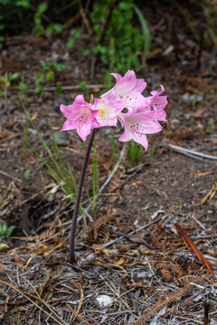 Brunsvigia Minor March Lily in Pink