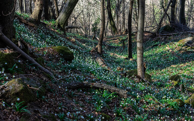 View of a splendid undergrowth full of flowers