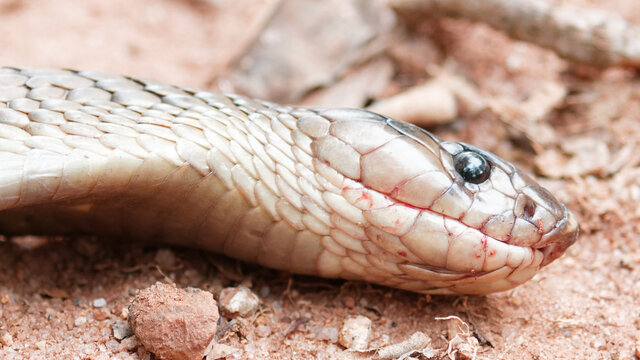 close up of a dead snake