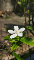 white flowers in the forest