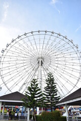 A large ferris wheel with pine trees