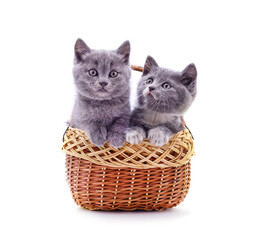Fototapeta na wymiar Two gray little kittens are sitting in a basket.