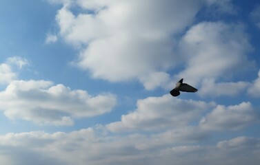 Fototapeta na wymiar Bird flying in the blue sky on clouds background