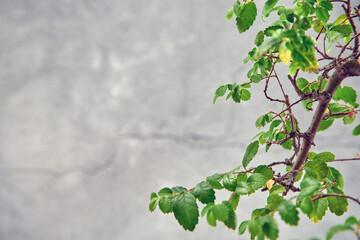 Japanese bonsai branches on cement background