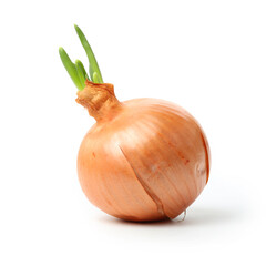 onion on a white background