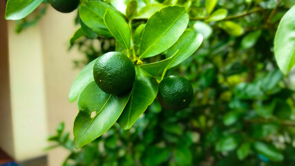 Green lemon and lemon leaf in Sri lanka