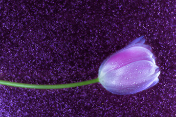 Lilac tulip flower with water drops on a dark purple background with a copy of the text space