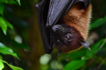 Ein Flugfuchs kopfüber hängend im close up