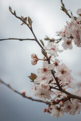  Blooming decorative tree on a blue background. Spring blooming.  Fragrant white  flowers. Spring .