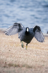 American Coot runs