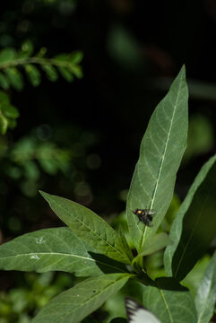 Flys and plants