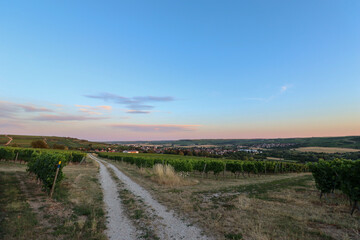 Weinberg im Abendrot