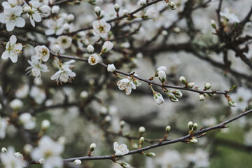 Blackthron white flowers blooming