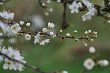 Blackthron white flowers blooming
