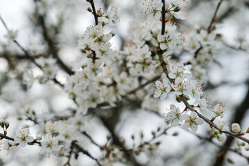 Blackthron white flowers blooming