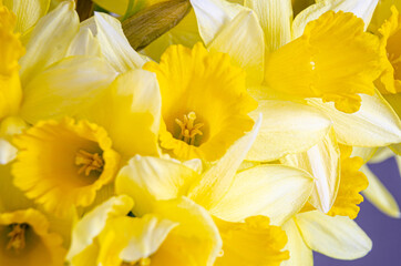 Close up view of vibrant yellow daffodil flowers.