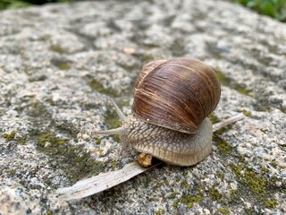 snail on a leaf