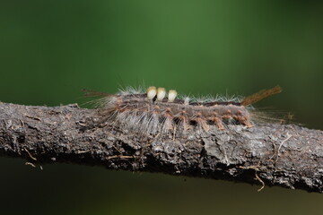 hairy caterpillar is crawling on branch of tree . close up 