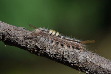 hairy caterpillar is crawling on branch of tree . close up 