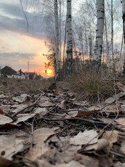 dry autumn leaves on the ground in the forest.