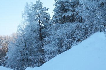 forest,winter forest