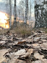 Obraz premium dry autumn leaves on the ground in the forest.