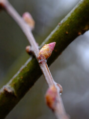 Pink swollen buds on a tree branch. Close-up.