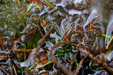 branches and buds flooded with water.