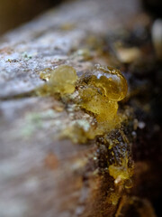 Close-up of a congealed yellow drop of resin. Macro
