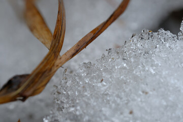 Close-up snow and withered leaf of grass.