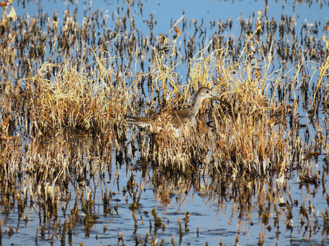 Scenic views of Bosque del Apache National Wildlife Refuge in Socorro County, New Mexico