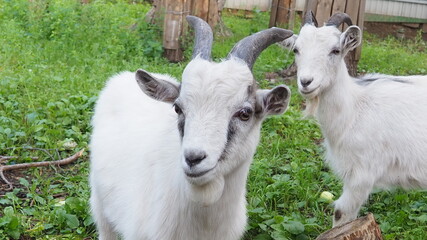 white ridiculous kid is grazed on a farm, on a green grass