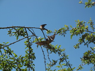 oiseau