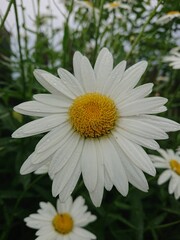 Obraz premium white daisy flower