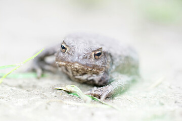 Soft closeup of a female of the European common toad, Bufo bufo in the garden
