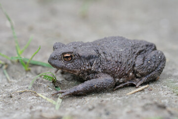 Full body closeup of a female of the European common toad, Bufo bufo in the garden