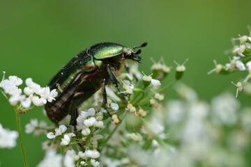 Macro photography of insects in nature.