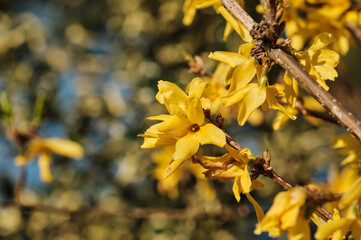 Forsythia yellow flowers