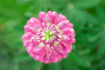 Pink Lupine blossoms