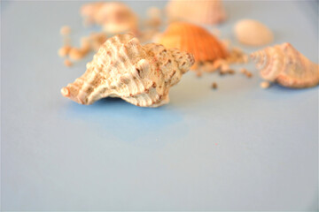 conchiglie sabbia estate mare vacanza viaggiare 