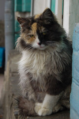 Posing cat in rainy weather