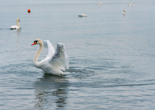 Swans Swimming In Lake