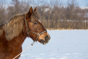 Obraz premium Portrait of a red, not purebred horse with a light brown mane in a bridle against the background of a snow-covered field