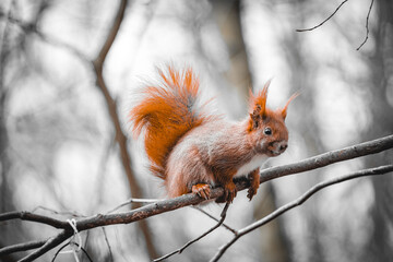 red squirrel on a tree in a grey ambient