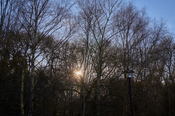 Sunset between the trees in a park
