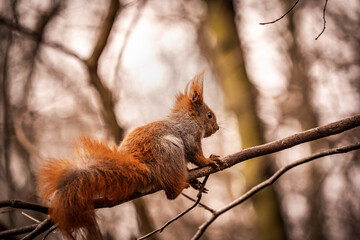 Naklejka na ściany i meble red squirrel climbing on a branch on a tree
