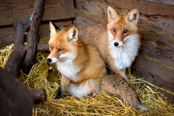 Obraz premium A group of red foxes in a wooden enclosure on a straw bed being treated at a wildlife shelter